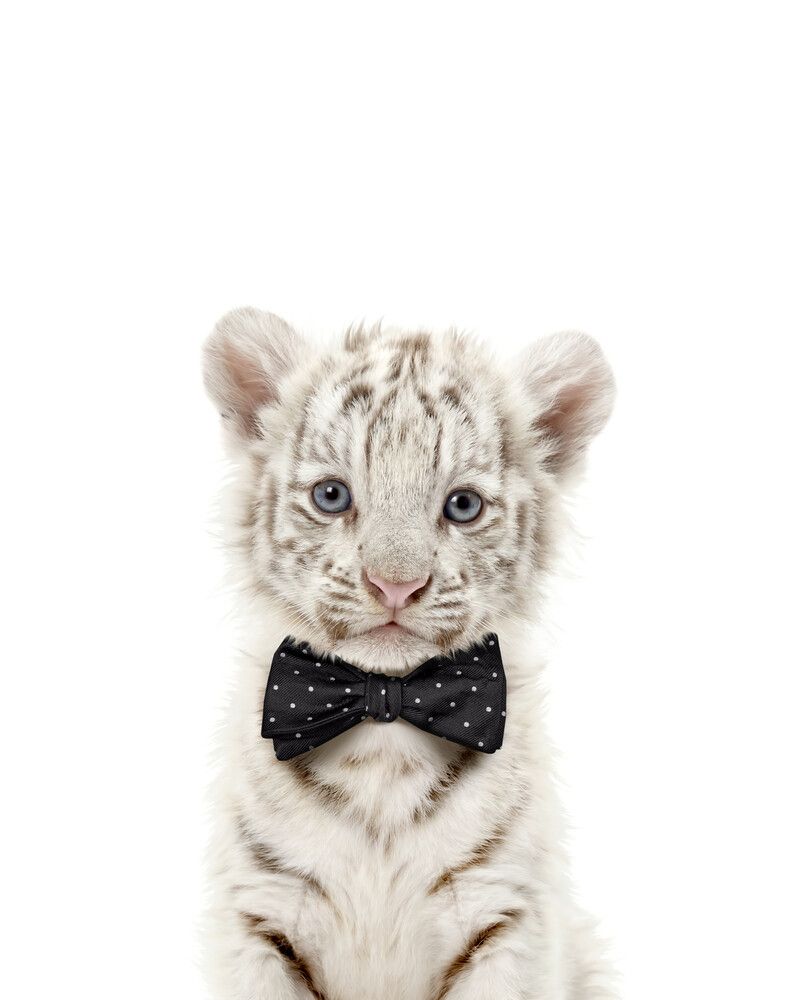 Tiger-White Bowtie