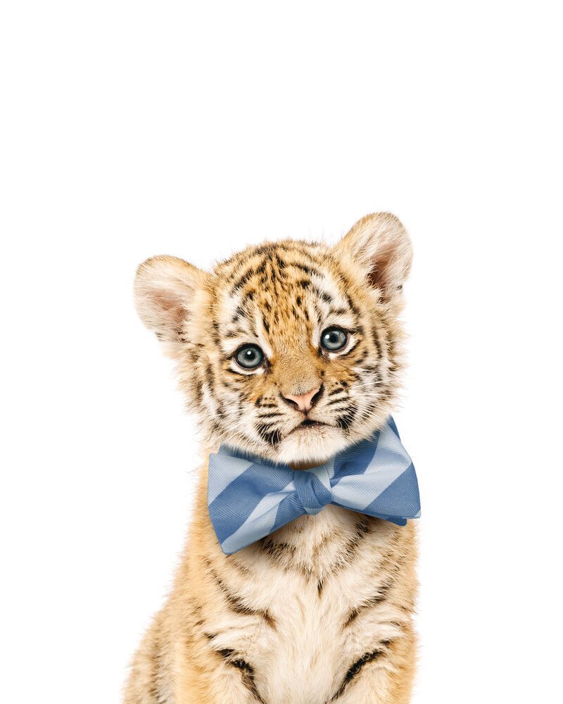 Tiger Bowtie-Cornflower