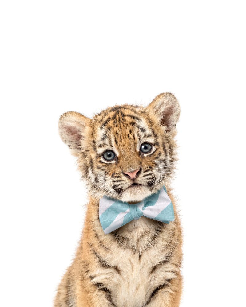 Tiger Bowtie