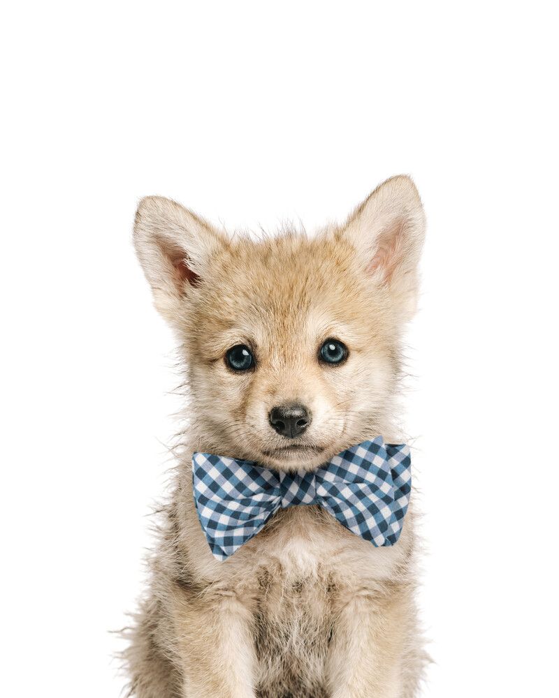 Wolf Bowtie-Cornflower