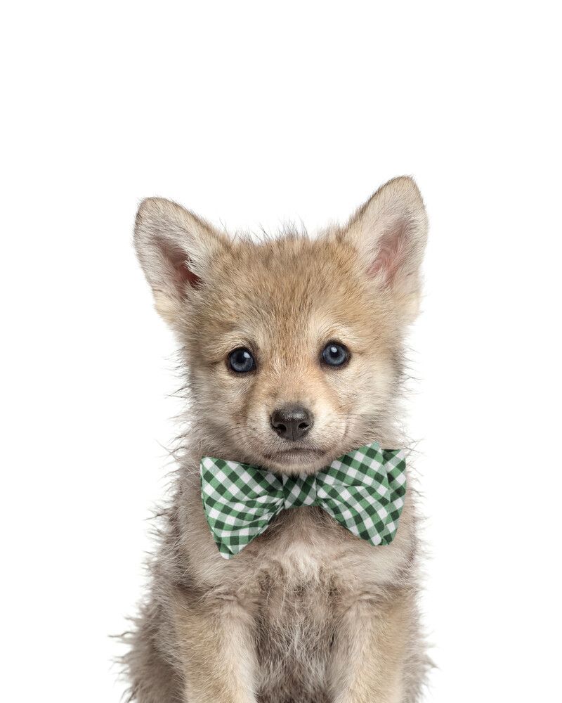 Wolf Bowtie