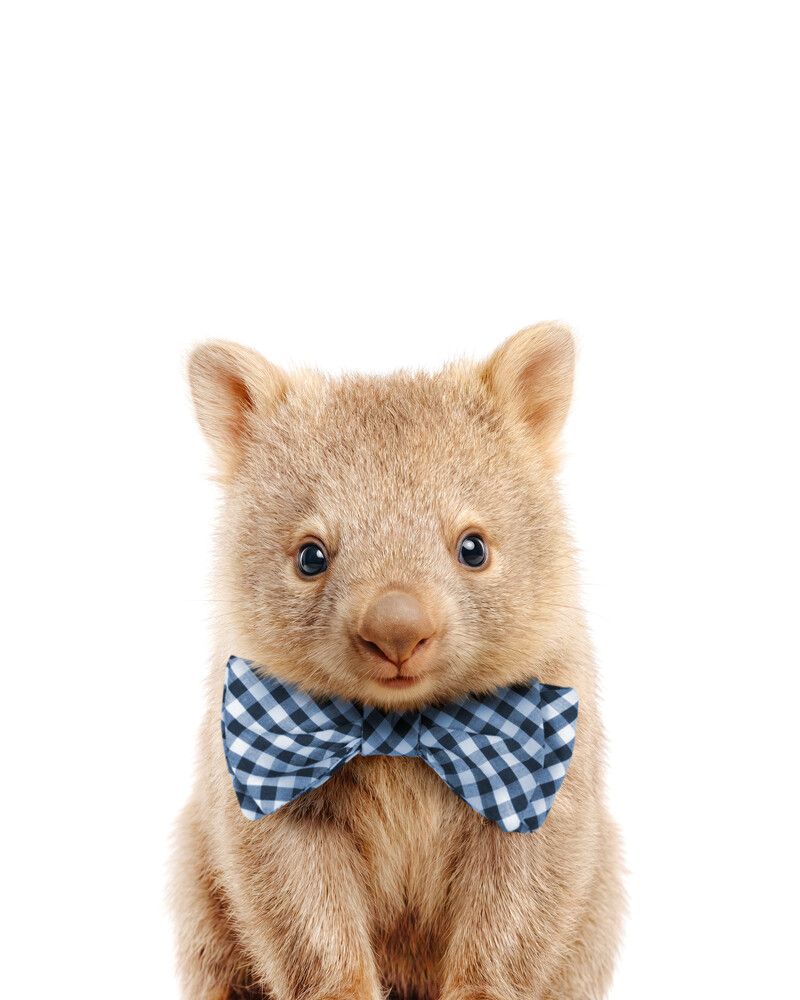 Wombat Bowtie-Cornflower