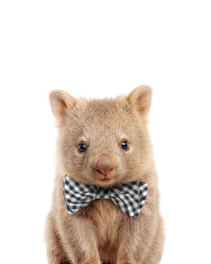 Wombat Bowtie