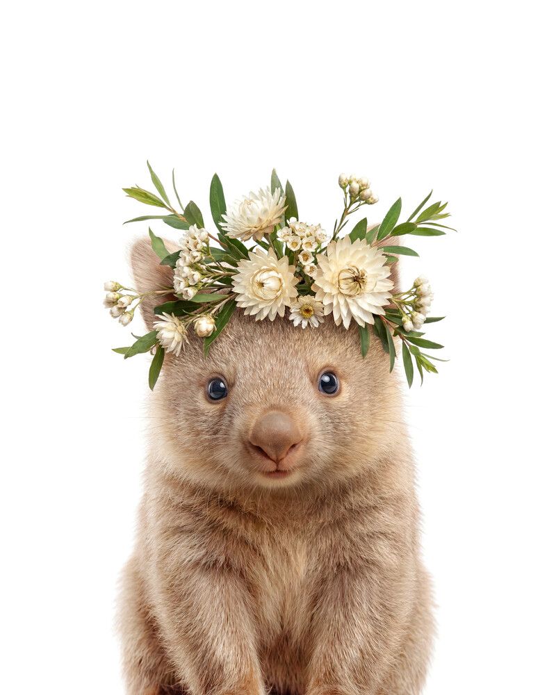 Wombat Flowers