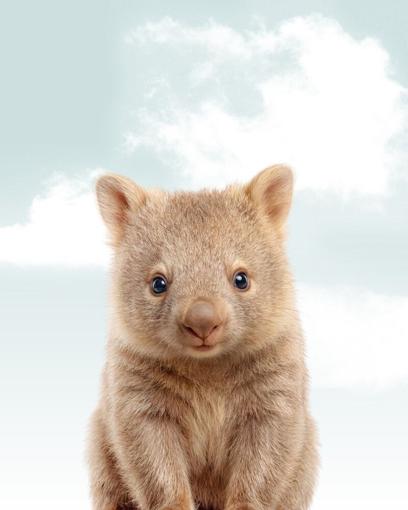 Wombat Sky