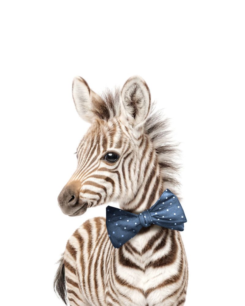 Zebra Bowtie-Cornflower