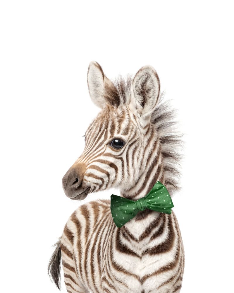 Zebra Bowtie