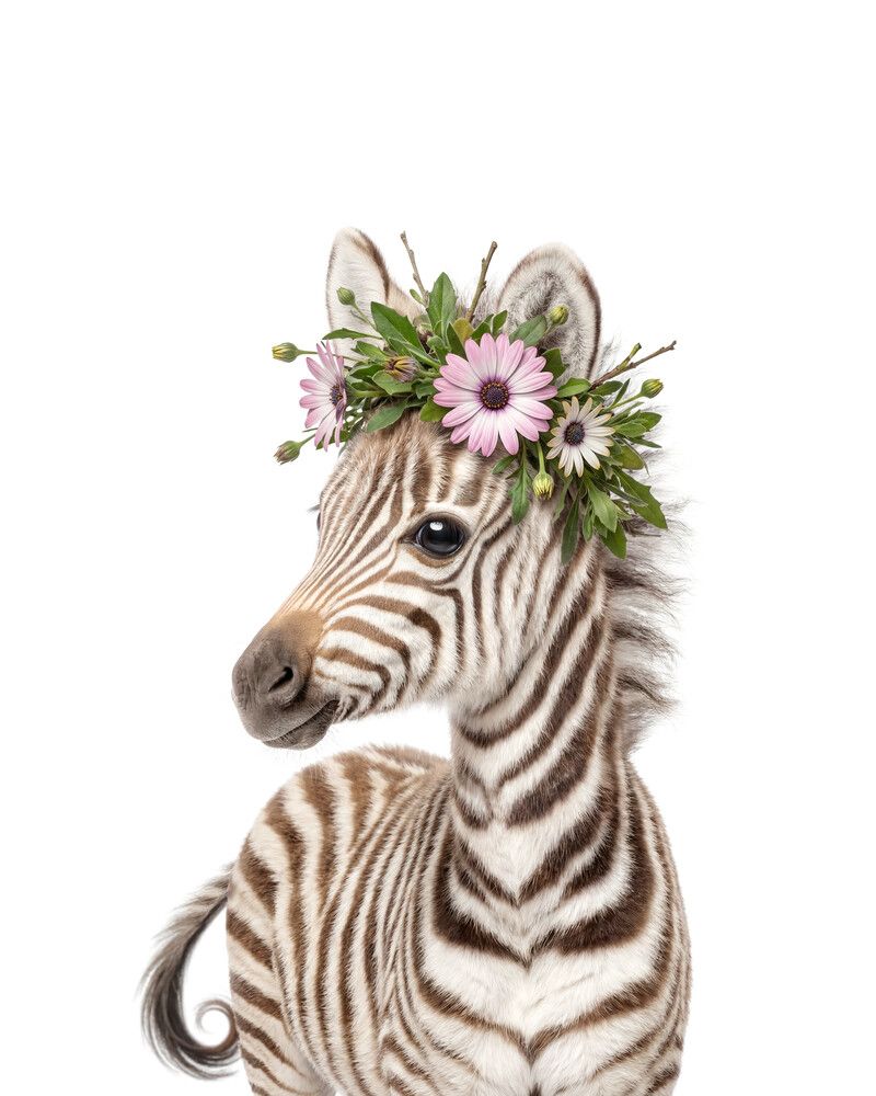 Zebra Flowers