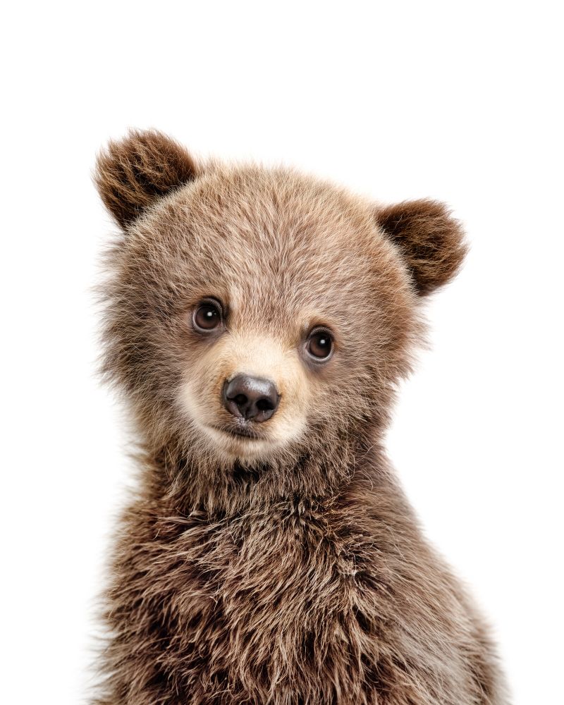 Bear-Grizzly Classic