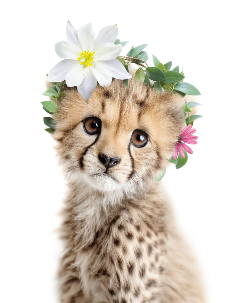 Cheetah Flowers
