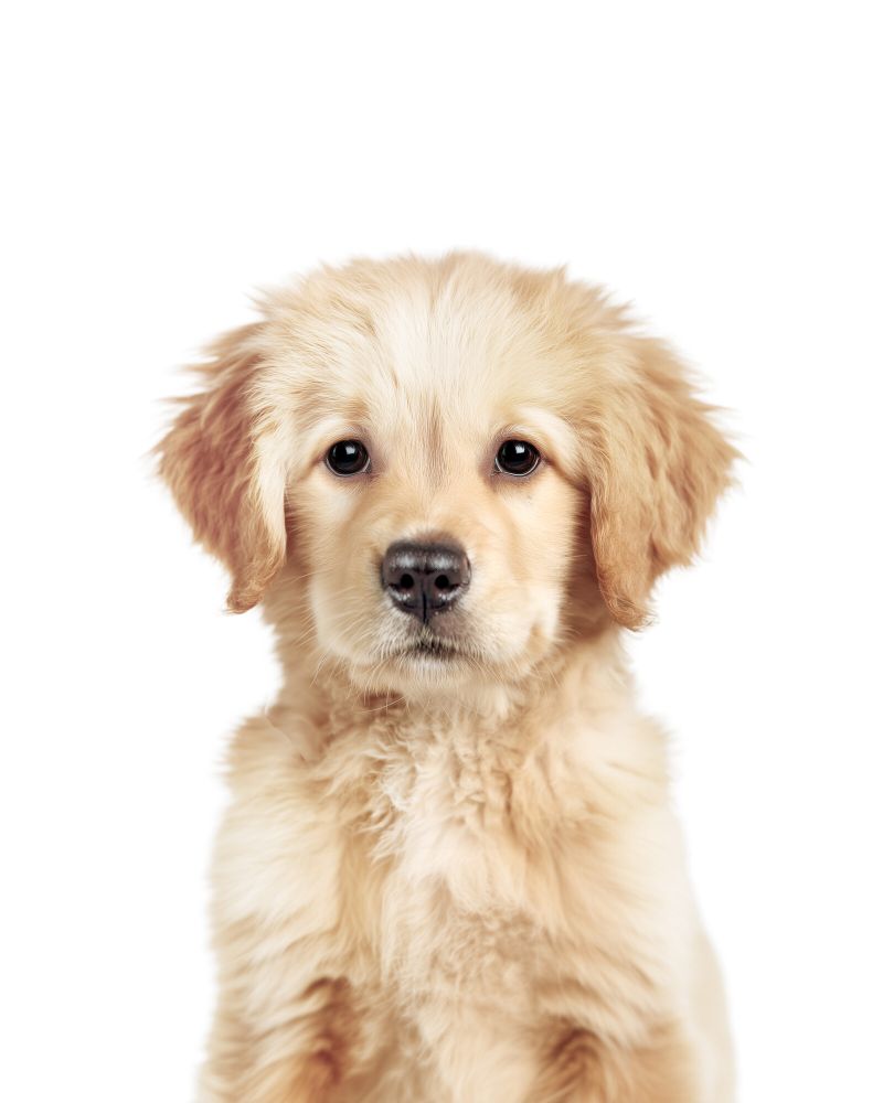 Dog-Golden-Retriever Classic