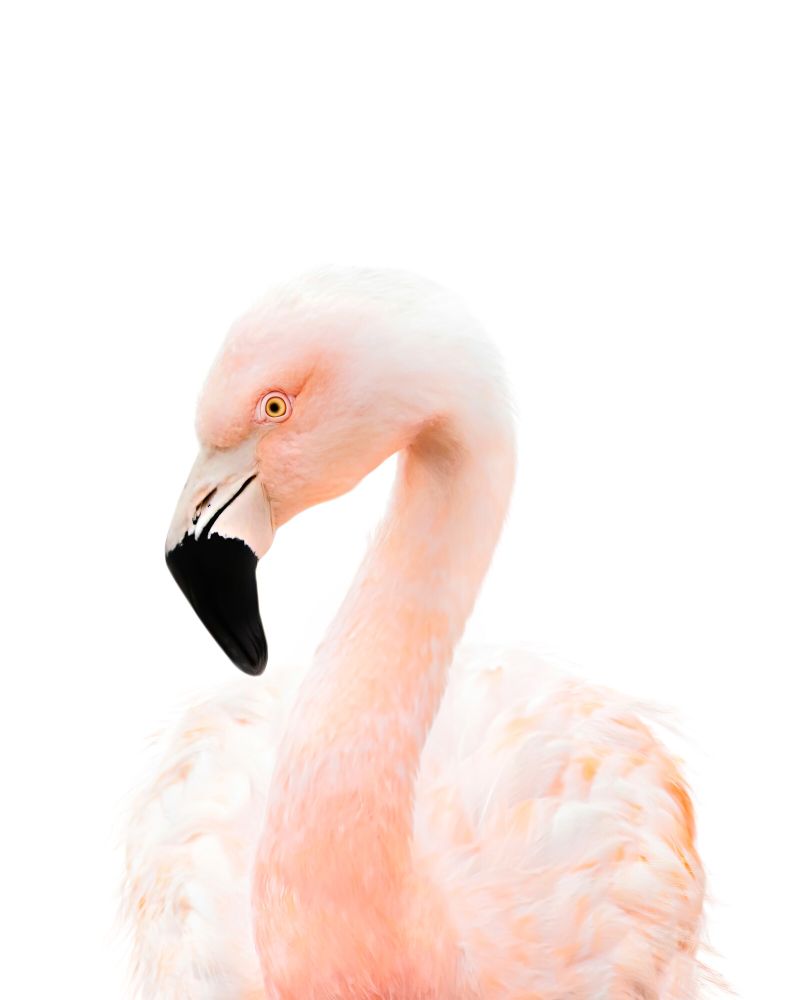 Flamingo Classic