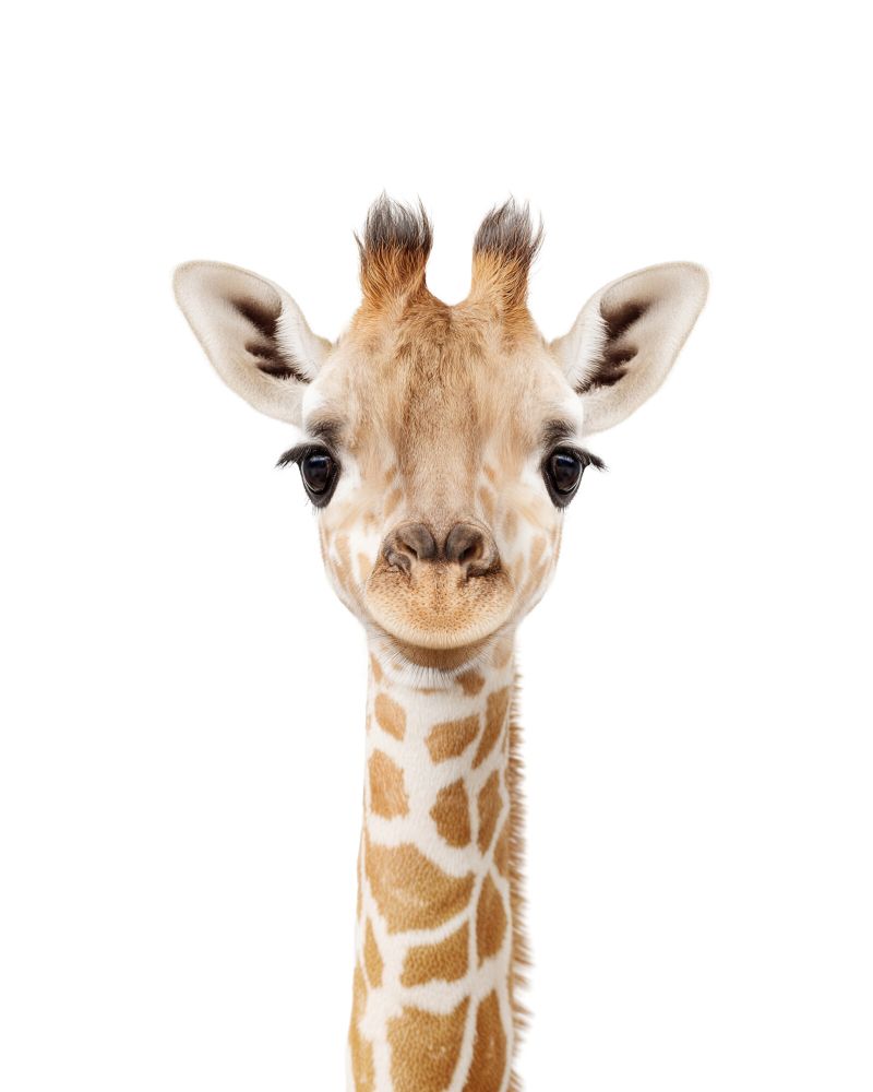 Giraffe Classic