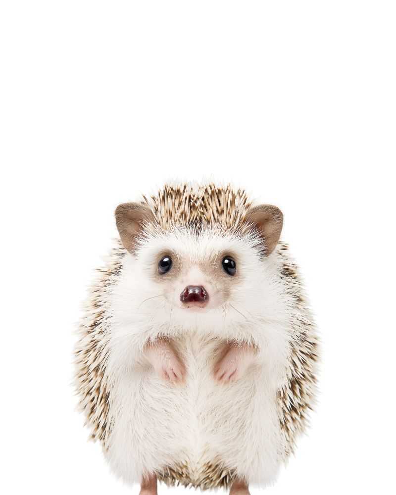 Hedgehog Classic