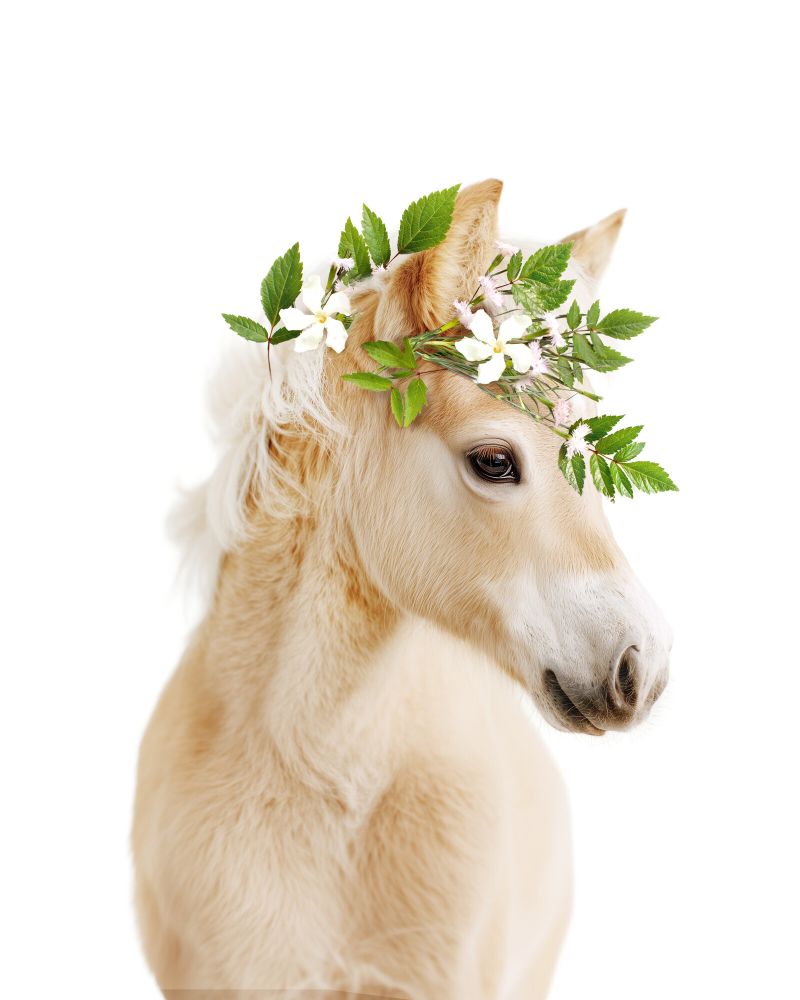 Horse Flowers