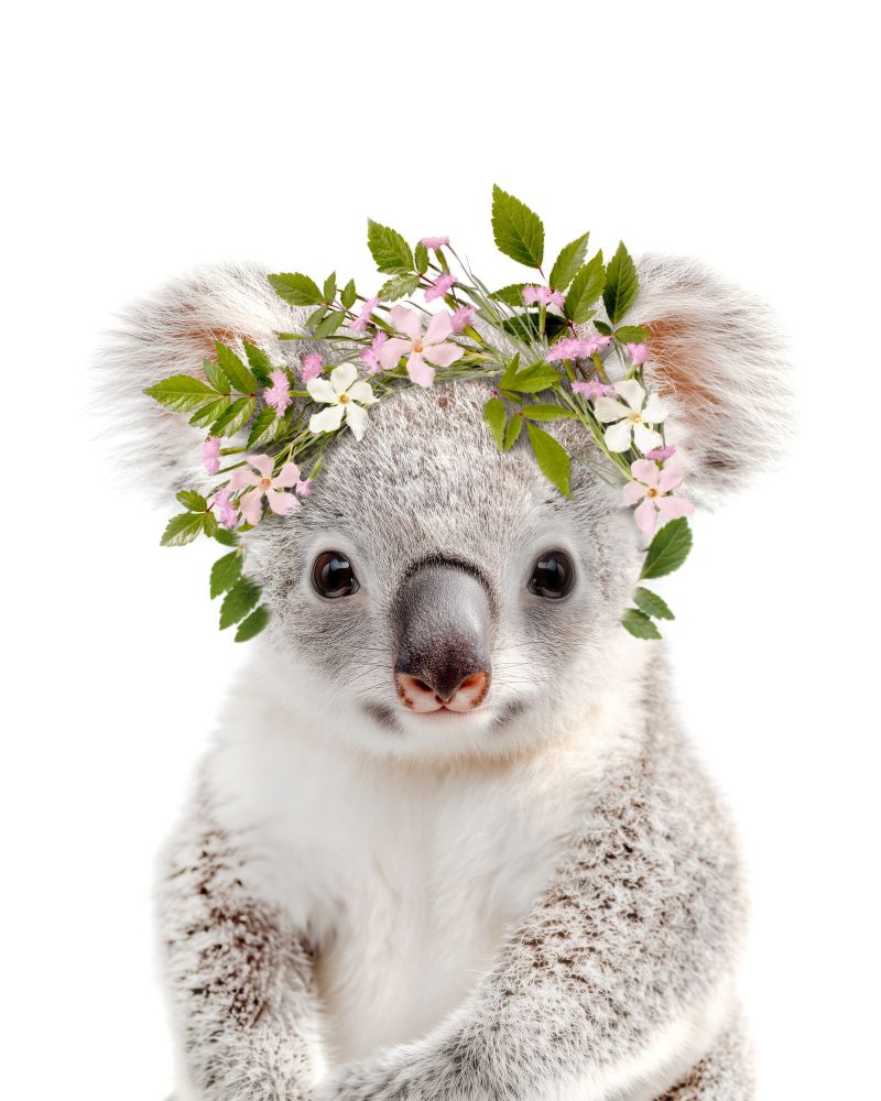 Koala Flowers