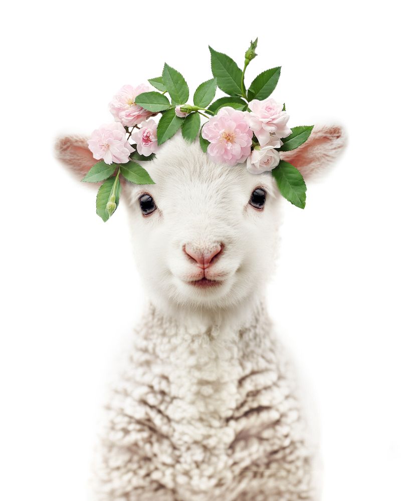 Lamb Flowers