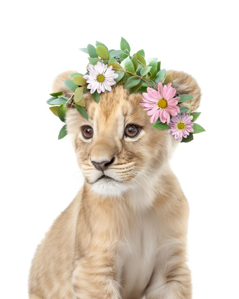 Lion Flowers