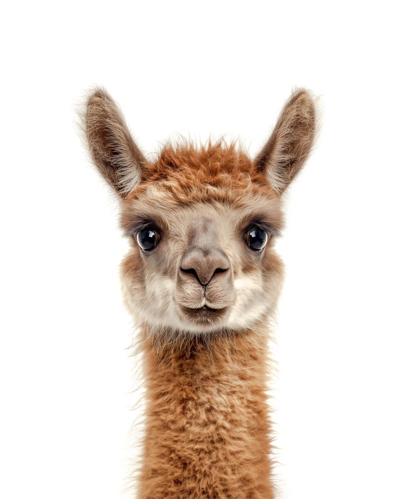 Llama Classic