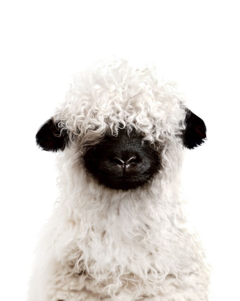 Sheep-Blacknose Classic